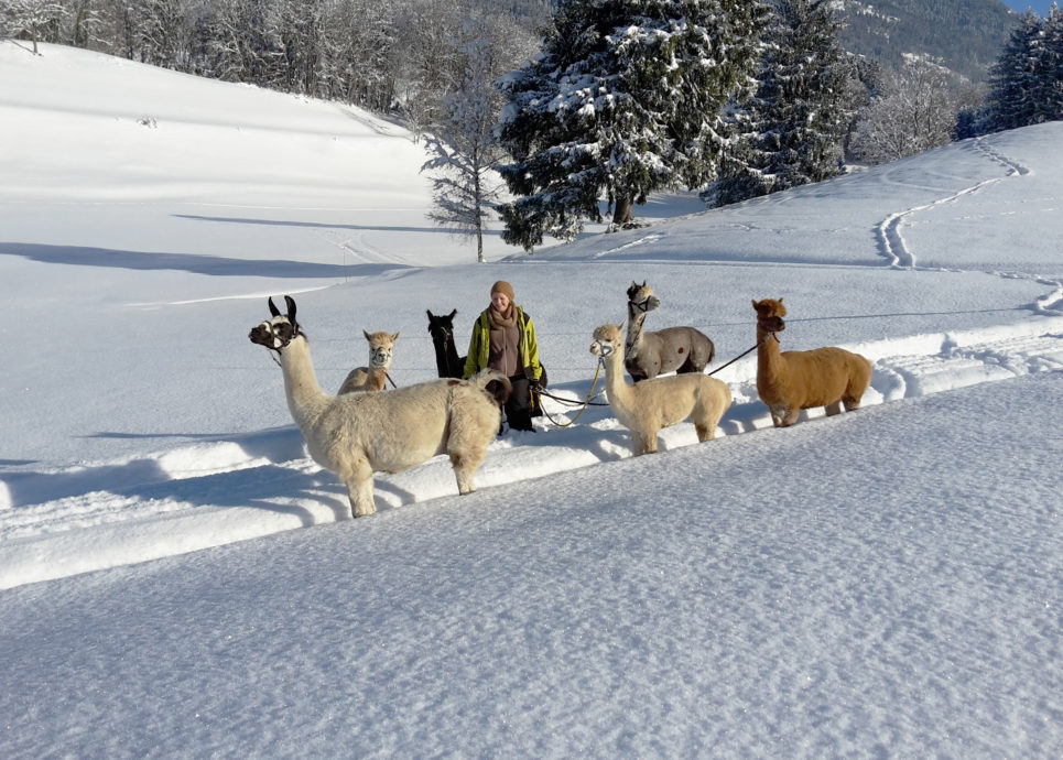 Trekkingtouren mit Lamas und Alpakas in Vorarlberg im Winter