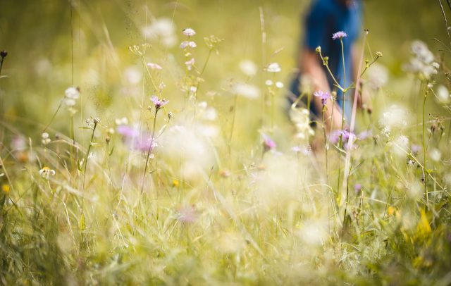 Kräuterwanderung am Fuße der Kanisfluh (c) Stefan Leitner-Mellau Tourismus-1