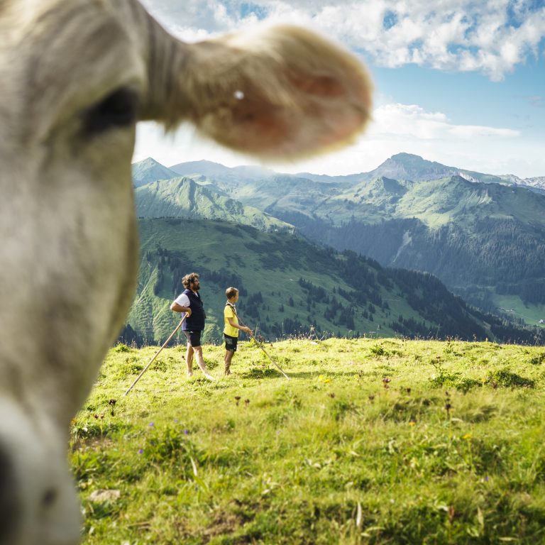 Kuh auf der Bärguntalpe (c) Vorarlberg Tourismus