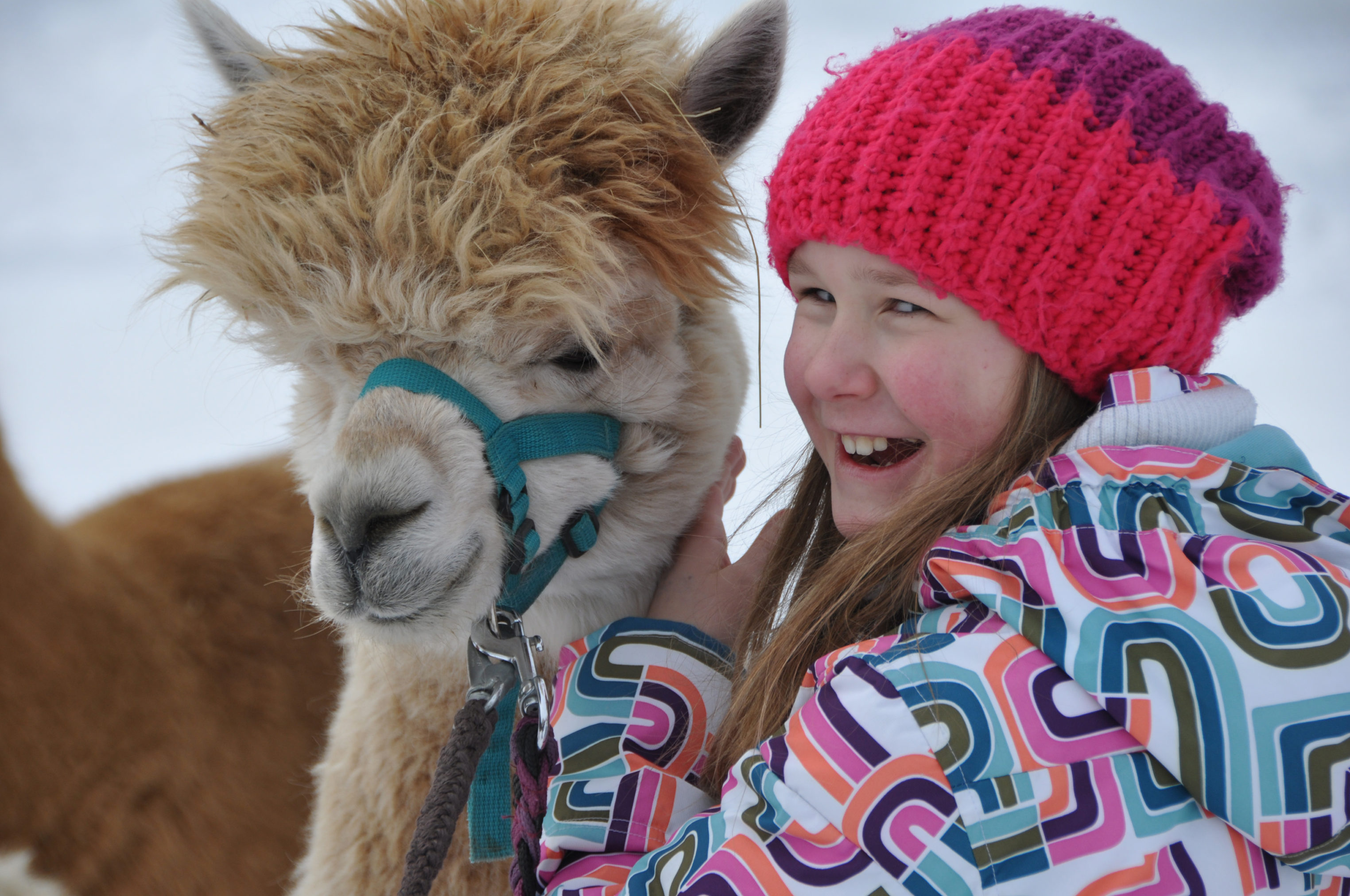 Trekking tours with llamas and alpacas in Vorarlberg