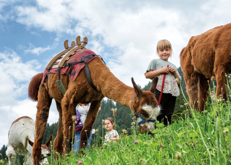 Trekkingtouren mit Lamas und Alpakas in Vorarlberg im Sommer