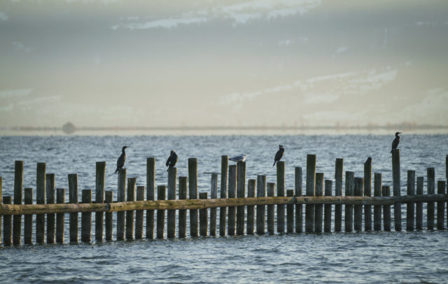 Birdwatching Rheinspitz Johanna Kronberger-25 © Dietmar Denger / Vorarlberg Tourismus