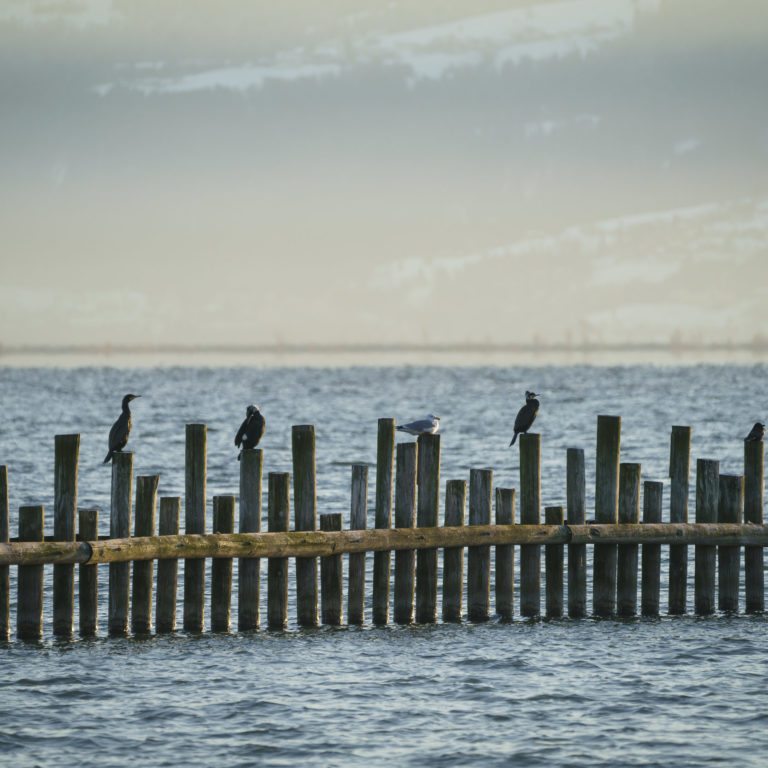 Birdwatching Rheinspitz Johanna Kronberger-25 © Dietmar Denger / Vorarlberg Tourismus