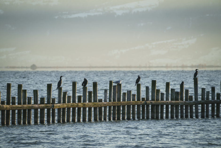 Birdwatching Rheinspitz Johanna Kronberger-25 © Dietmar Denger / Vorarlberg Tourismus