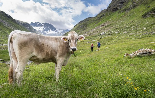 Kuh auf dem Weg zum Radsattel © Dietmar Denger / Vorarlberg Tourismus