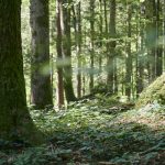 Wald im Lecknerholz (c) Alex Kaiser - Bregenzerwald Tourismus