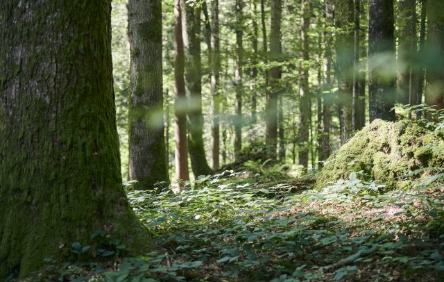 Wald im Lecknerholz (c) Alex Kaiser - Bregenzerwald Tourismus