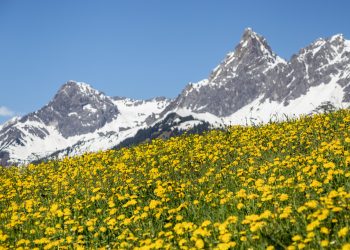 Frühling am Bartholomäberg (c) Andreas Haller - Montafon Tourismus GmbH, Schruns