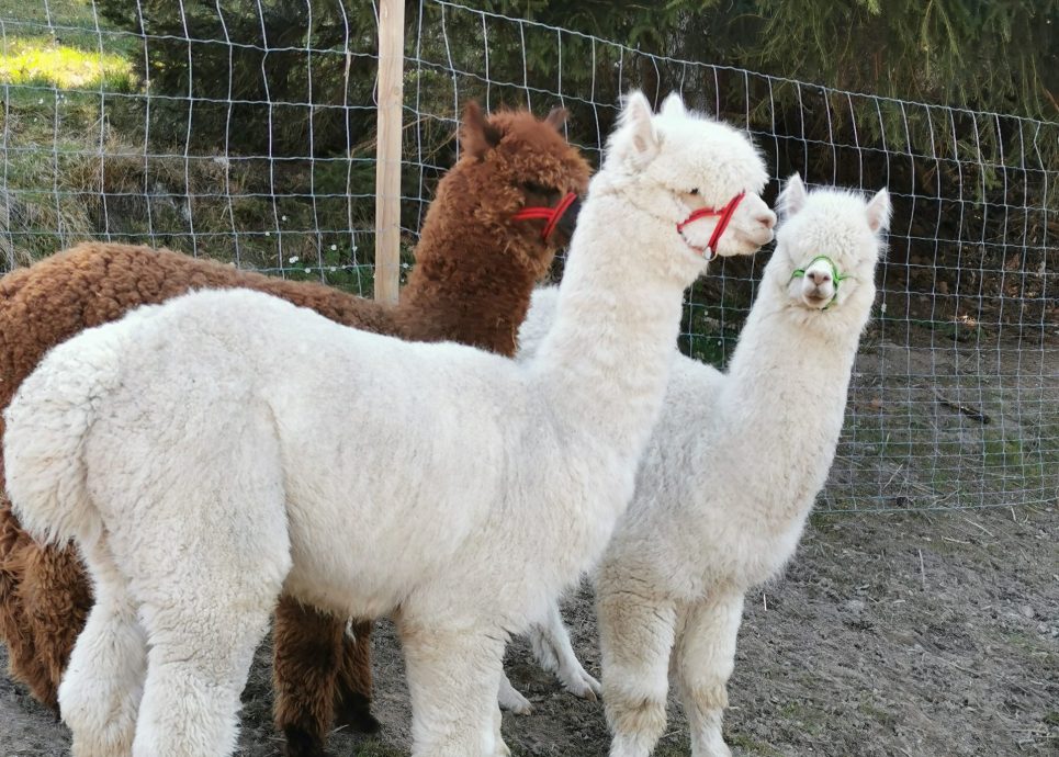 Trekkingtouren mit Lamas und Alpakas in Vorarlberg im Sommer