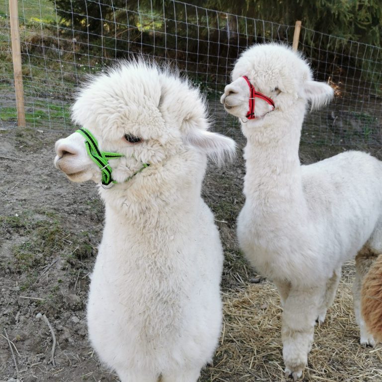 Trekkingtouren mit Lamas und Alpakas in Vorarlberg im Sommer