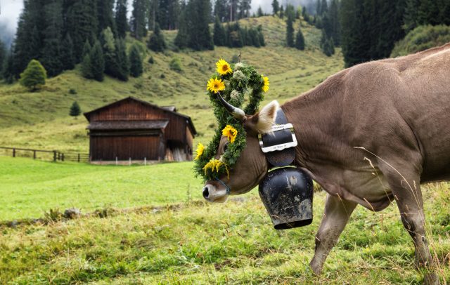 Alpabtrieb Alpe Spora (c) Andreas Haller - Montafon Tourismus GmbH