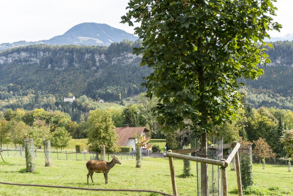 Wildpark Feldkirch © Agnes Ammann / Vorarlberg Tourismus