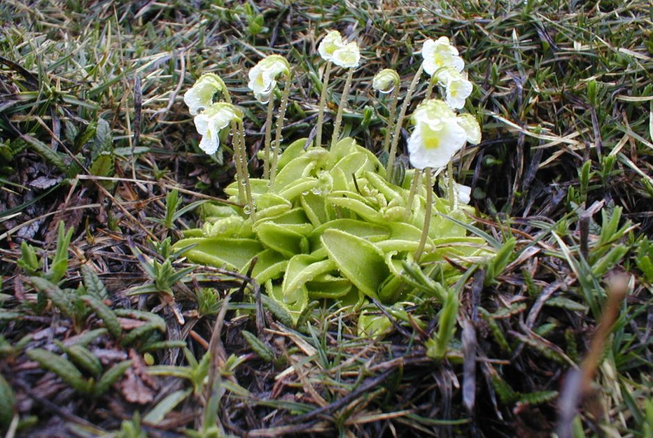 Alpenfettkraut © Filip Dominec / Wikimedia