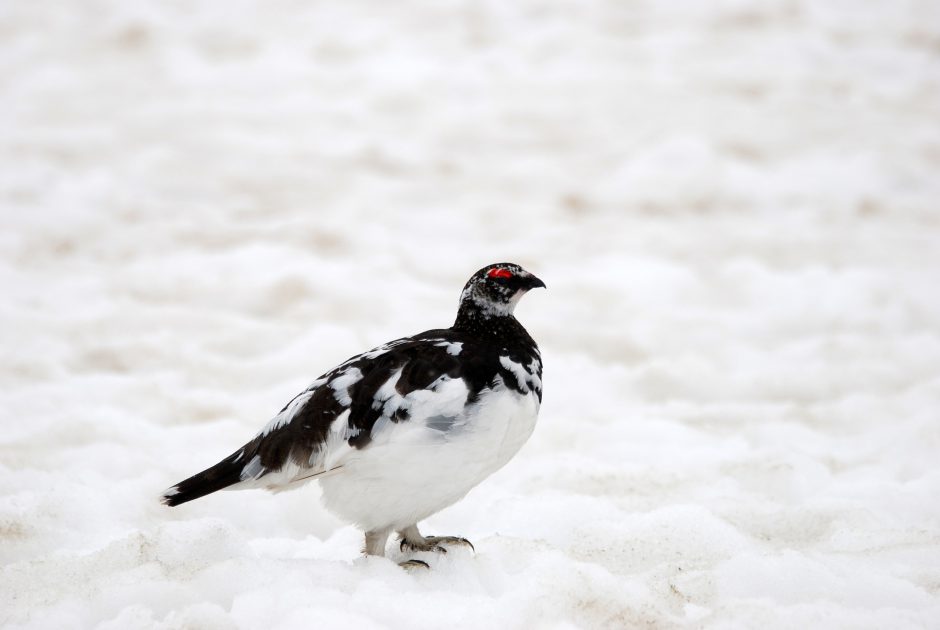 Alpenschneehuhn © Photo / Pixabay