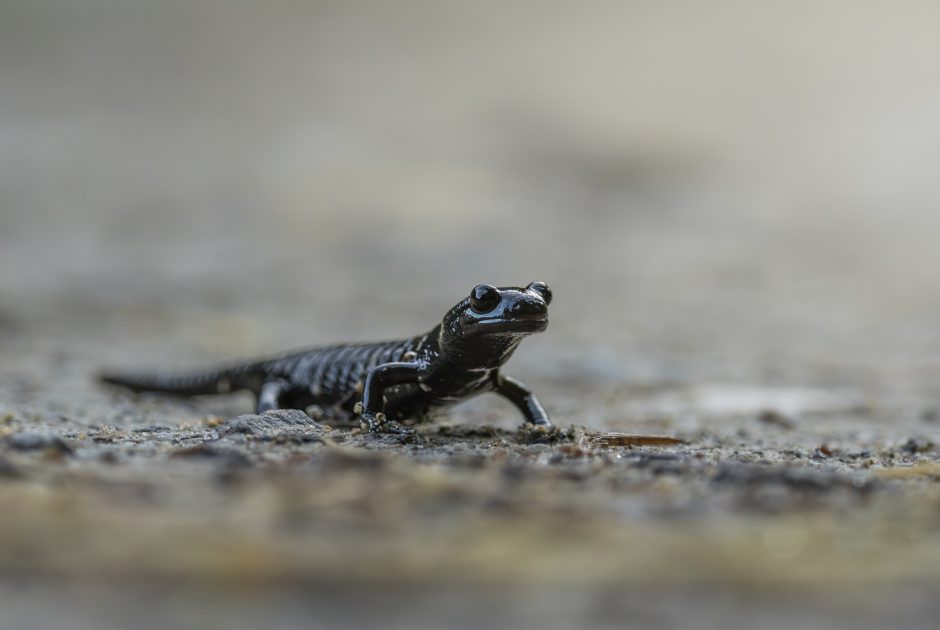 Alpensalamander © Lukas Grabher / Vorarlberg Tourismus