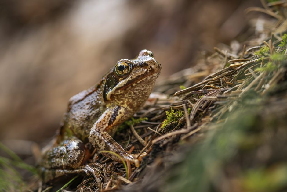 Grasfrosch © Lukas Grabher / Vorarlberg Tourismus